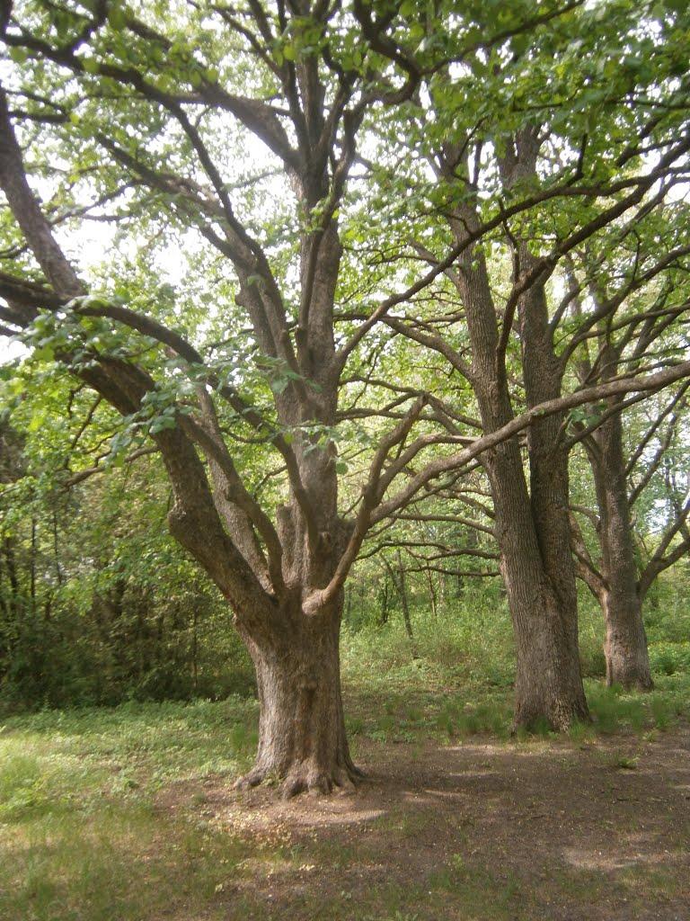 Бабичівка з panoramio.com - Бабичівка