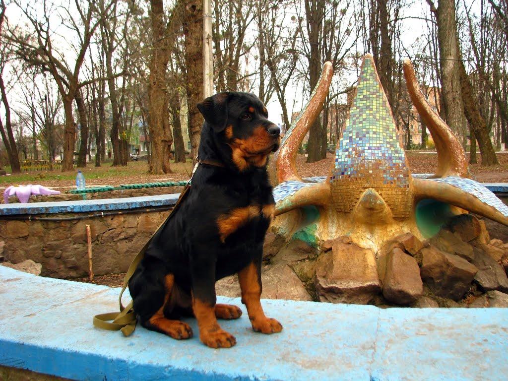 Фастів з panoramio.com (ч.2) - Фастов