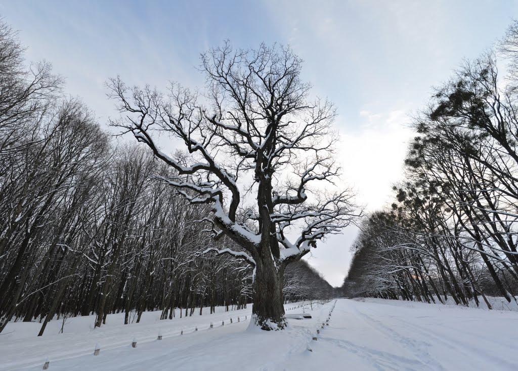 Диканька з panoramio.com - Диканька