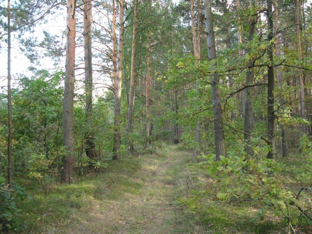 Адамчуки з panoramio.com - Адамчуки