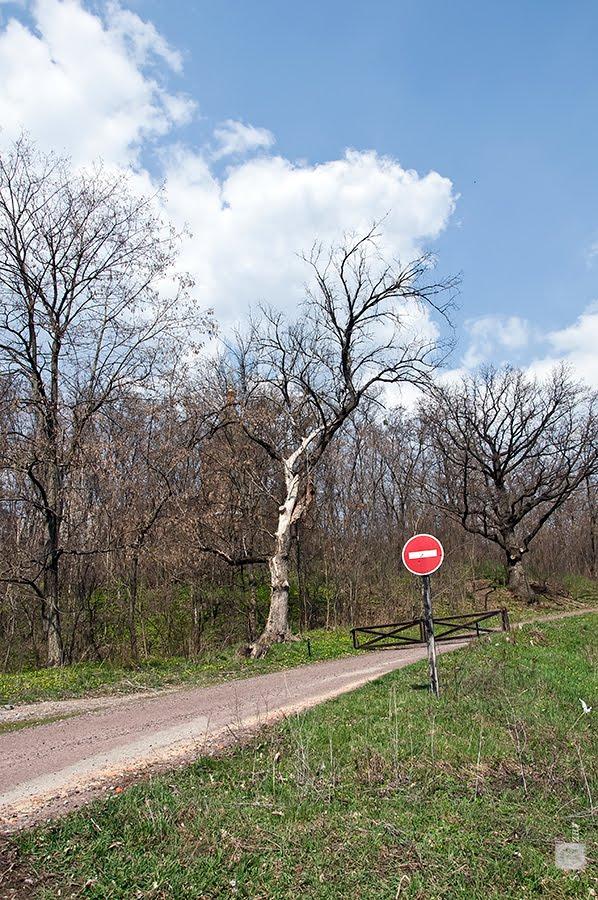 Чернеччина з panoramio.com - Чернеччина