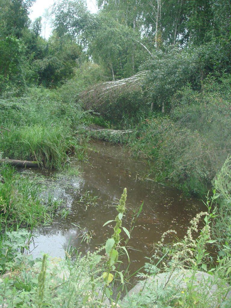 Забуяння з panoramio.com - Забуянье
