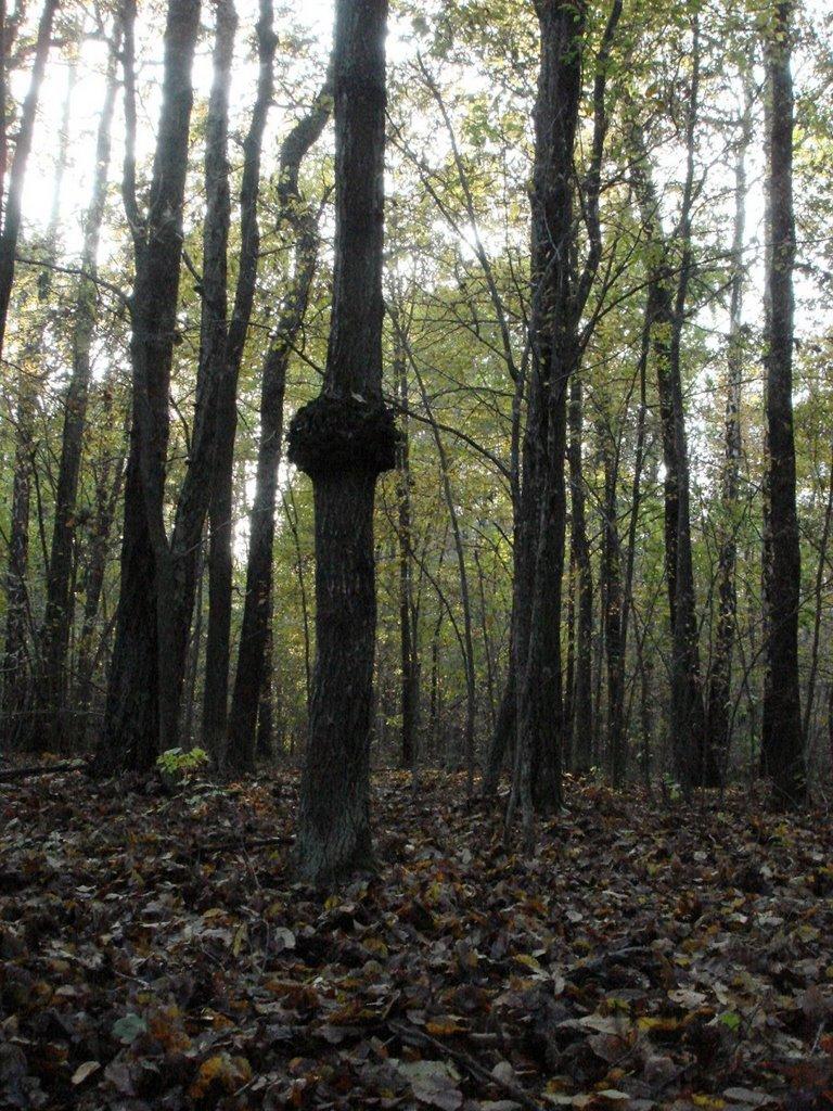 Хрипськ з panoramio.com - Хрипськ