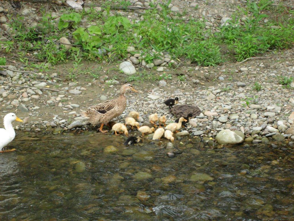 Виноград з panoramio.com - Виноград