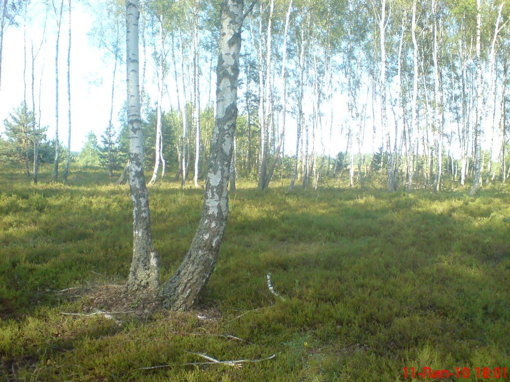 Мединівка з panoramio.com - Мединівка