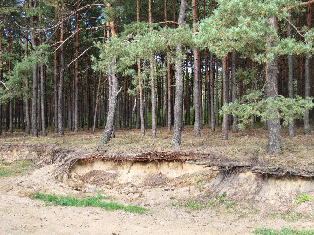 Мельники з panoramio.com - Мельники