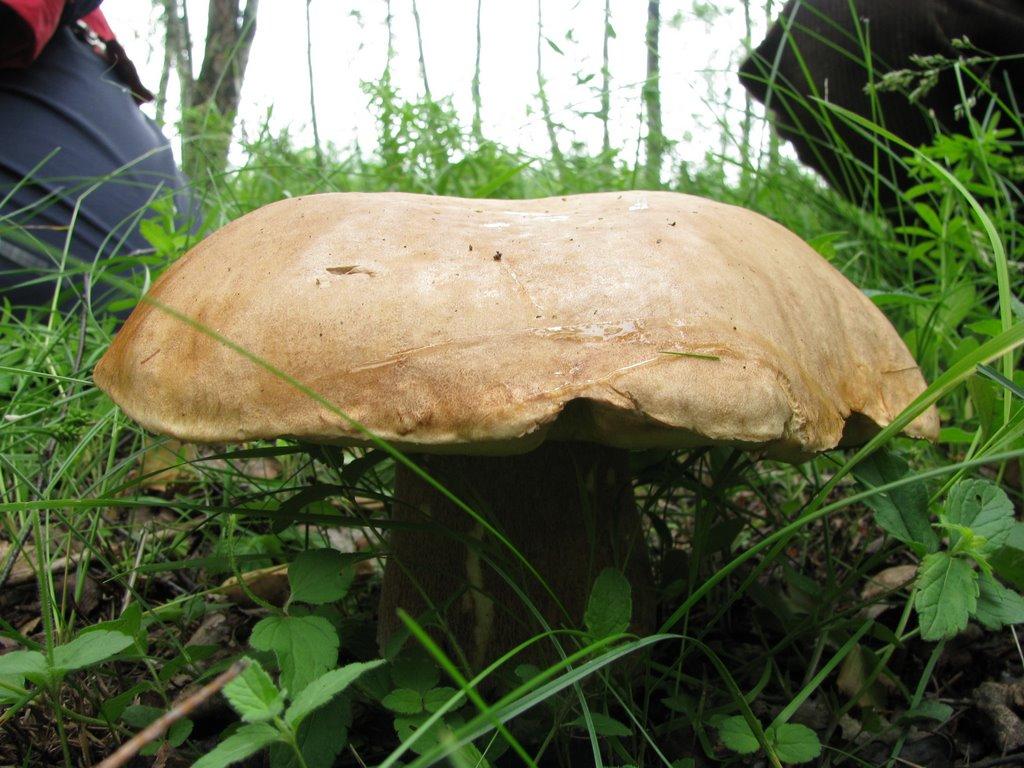 Михальчина-Слобода з panoramio.com - Михальчина-Слобода