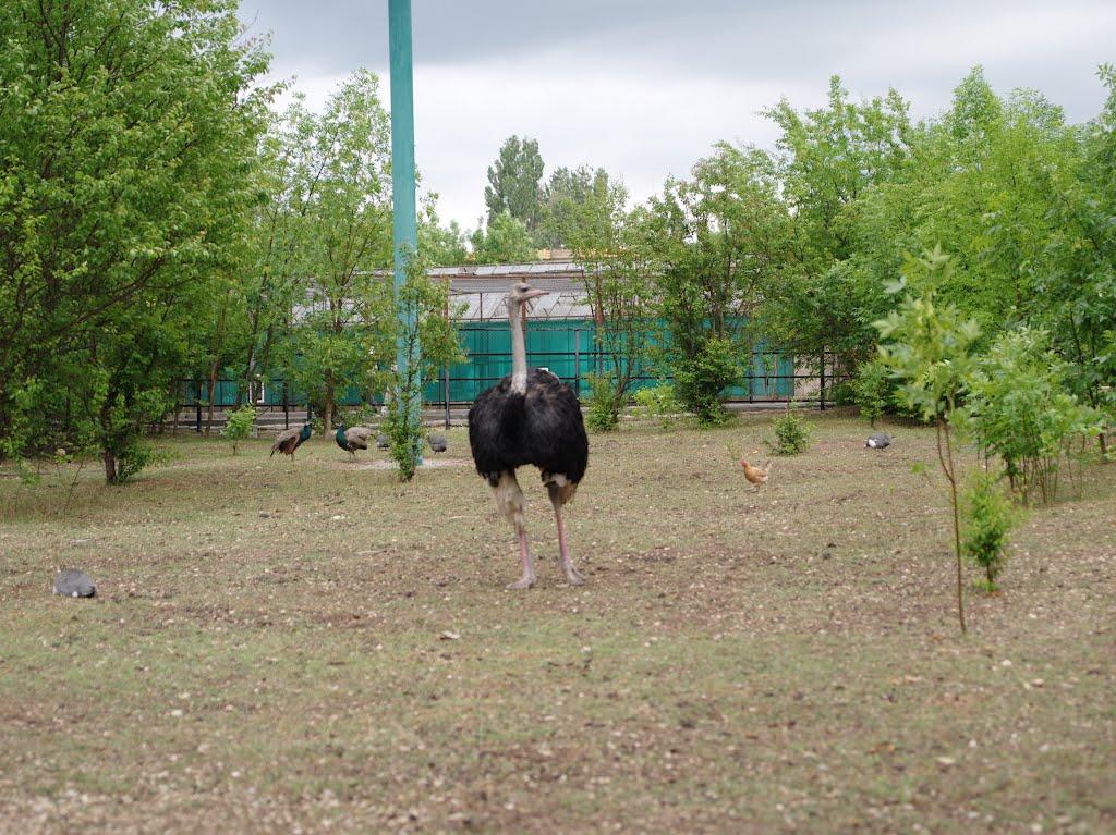 Білогірськ з panoramio.com - Білогірськ