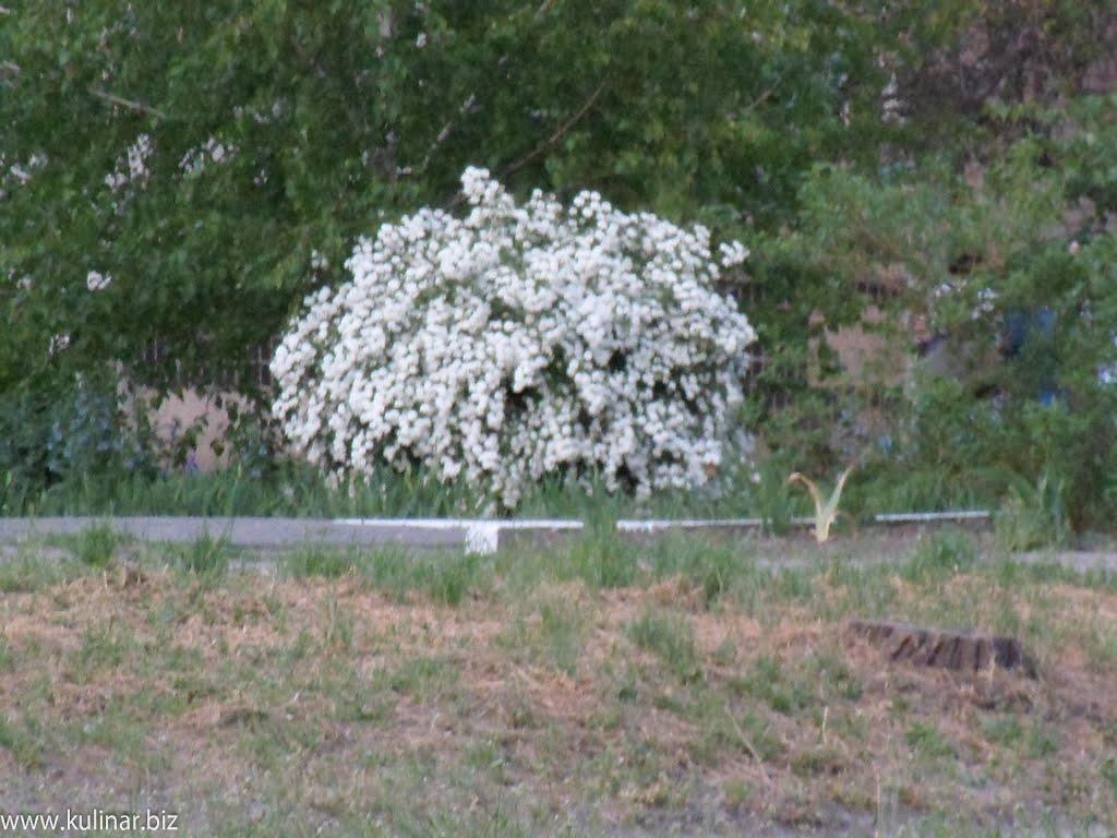 Токмак з panoramio.com - Токмак