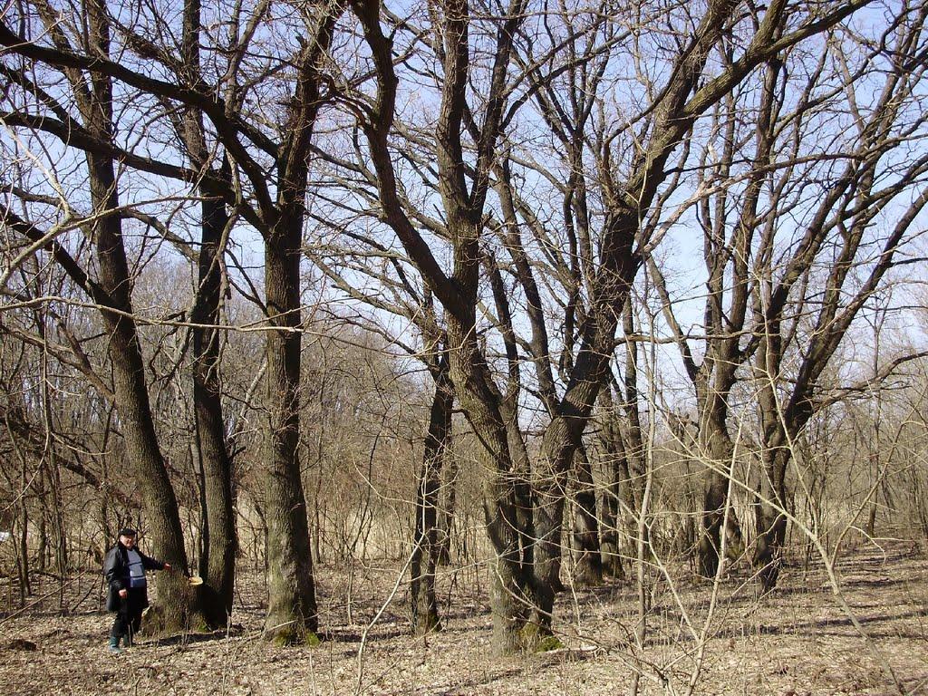 Козубівка з panoramio.com - Козубівка