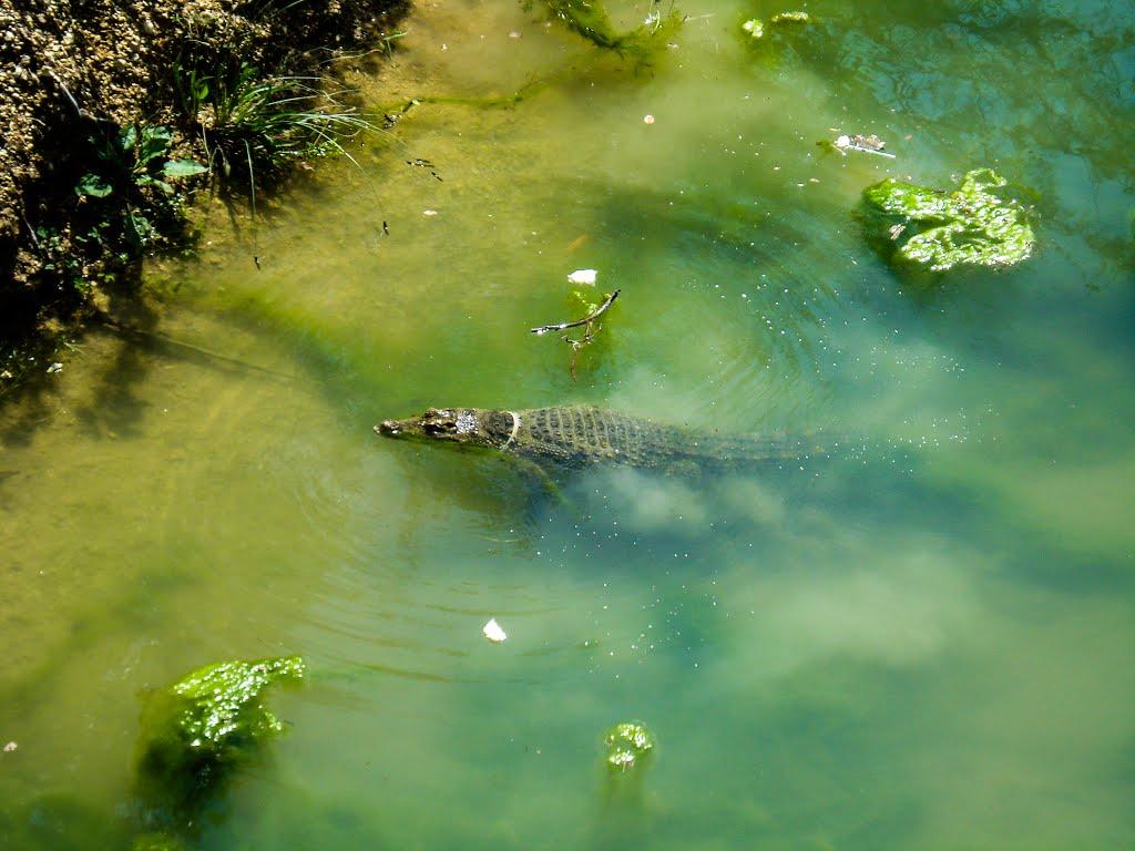 Білогірськ з panoramio.com - Білогірськ