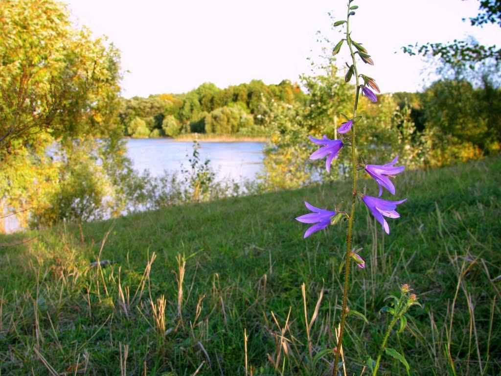 Гриціївка з panoramio.com - Гриціївка