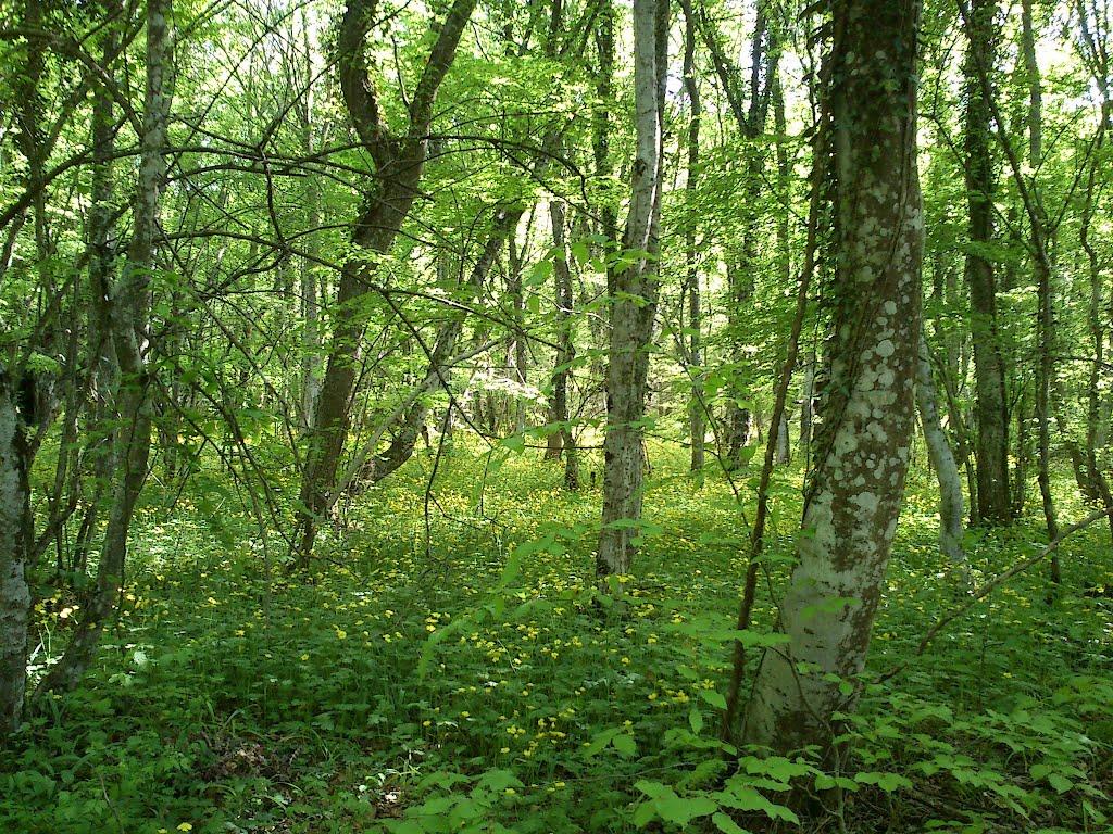 Кизилове з panoramio.com - Кизилово