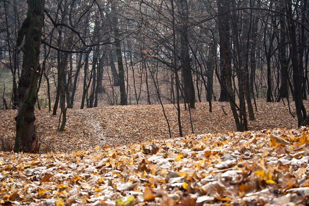 Софіївська Борщагівка з panoramio.com (ч.2) - Софиевская Борщаговка