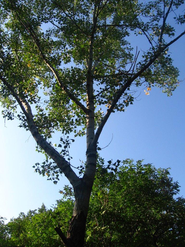 Провалля з panoramio.com - Провалля