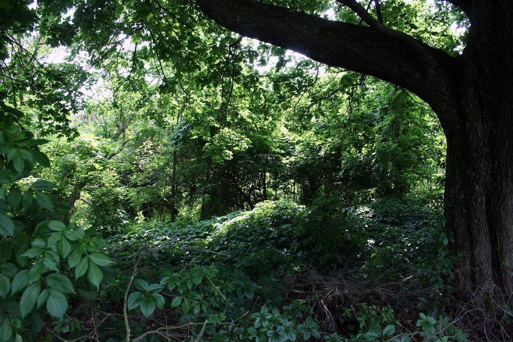 Селець з panoramio.com - Селець