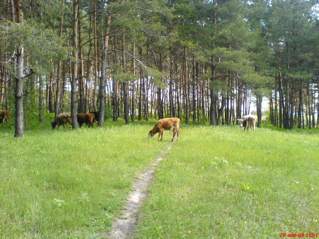 Борівське з panoramio.com - Борівське