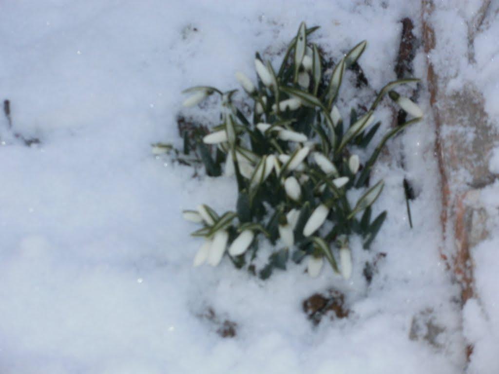 Доманівка з panoramio.com - Доманівка