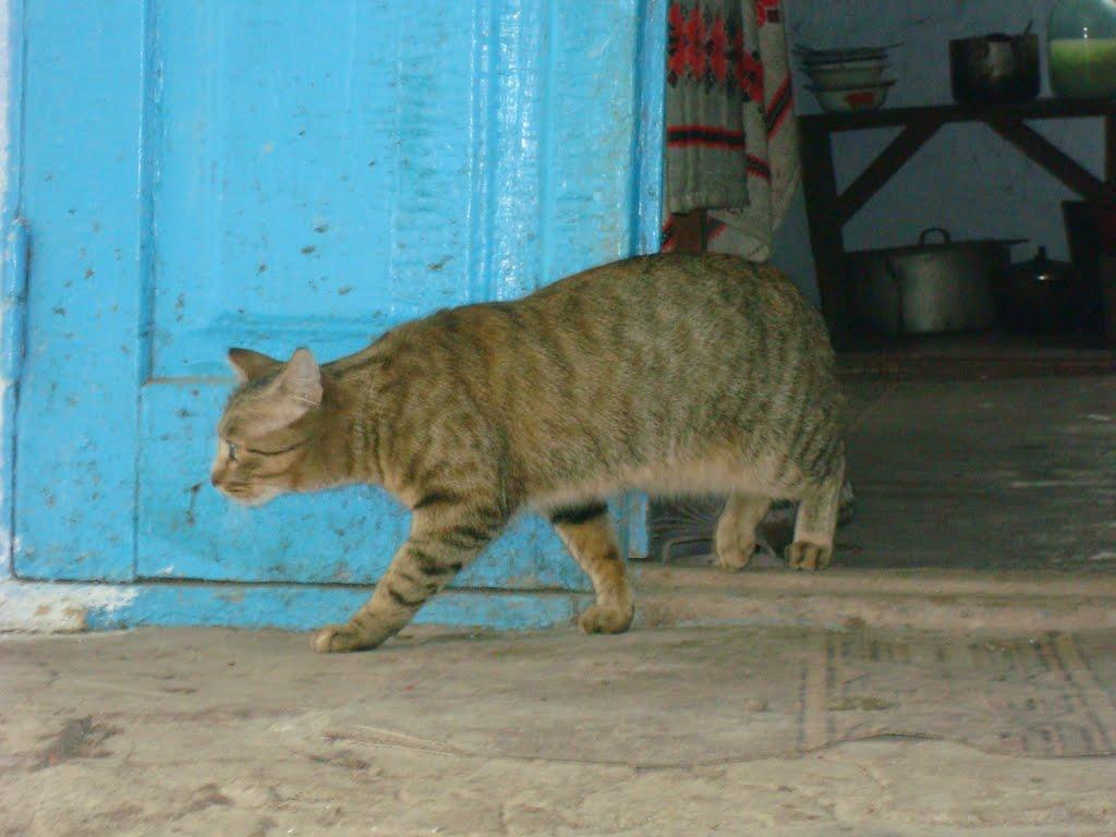 Ставчани з panoramio.com - Ставчаны