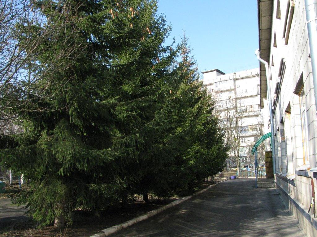 Вишневе з panoramio.com - Вишневое
