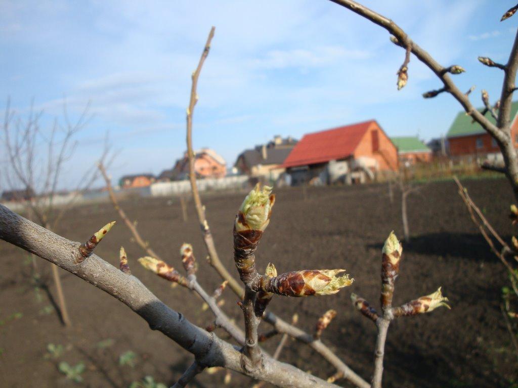 Зернове з panoramio.com - Зернове