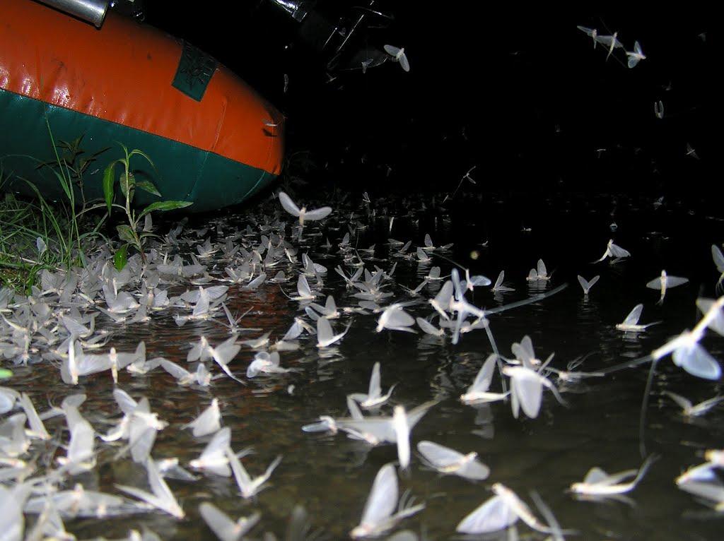 Трійця з panoramio.com - Трійця