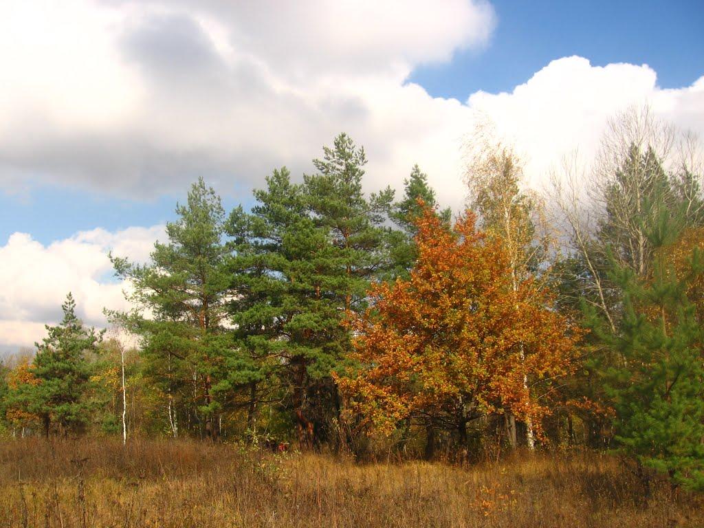 Рокитне з panoramio.com - Рокитне