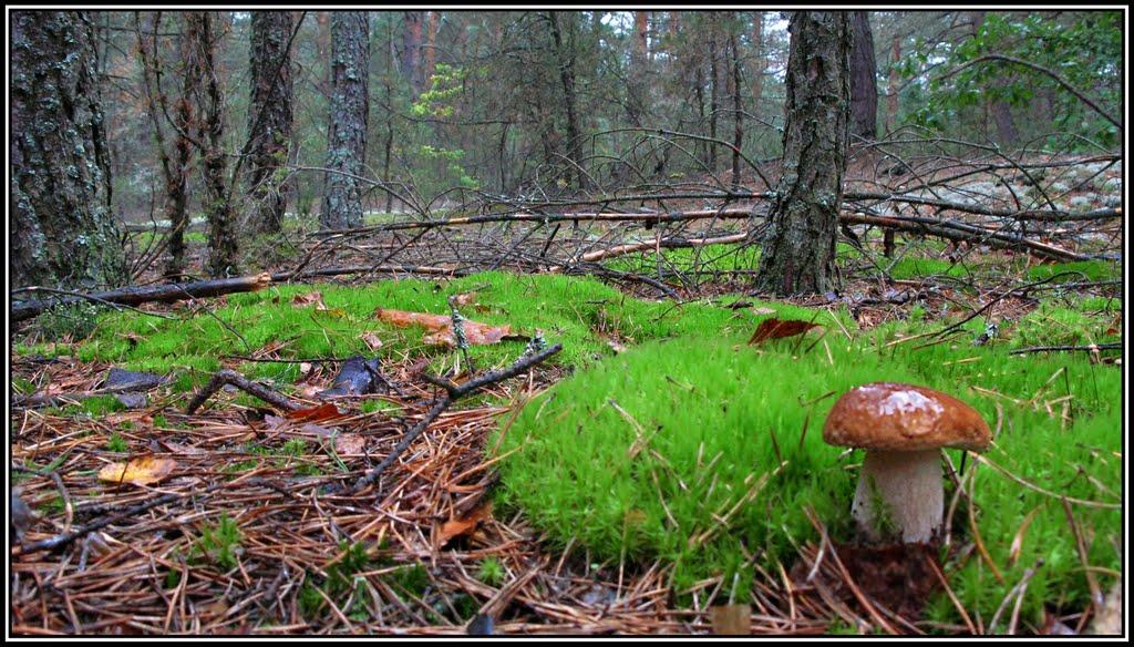 Адамчуки з panoramio.com - Адамчуки