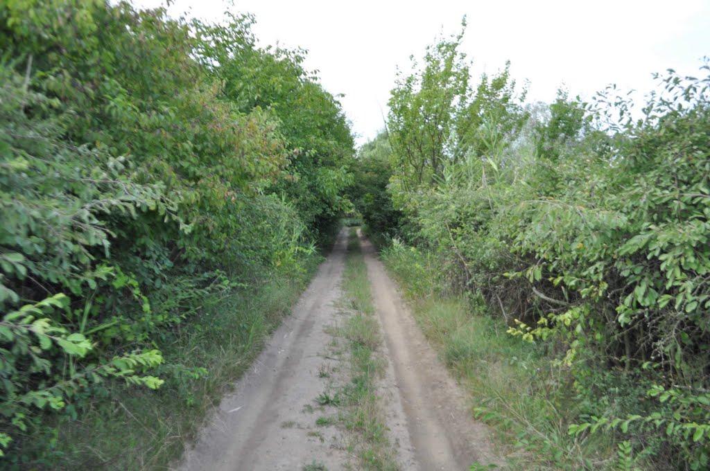 Труд-Гребеник з panoramio.com - Труд-Гребеник