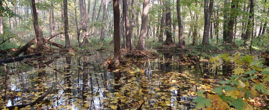 Вакалівщина з panoramio.com - Вакалівщина
