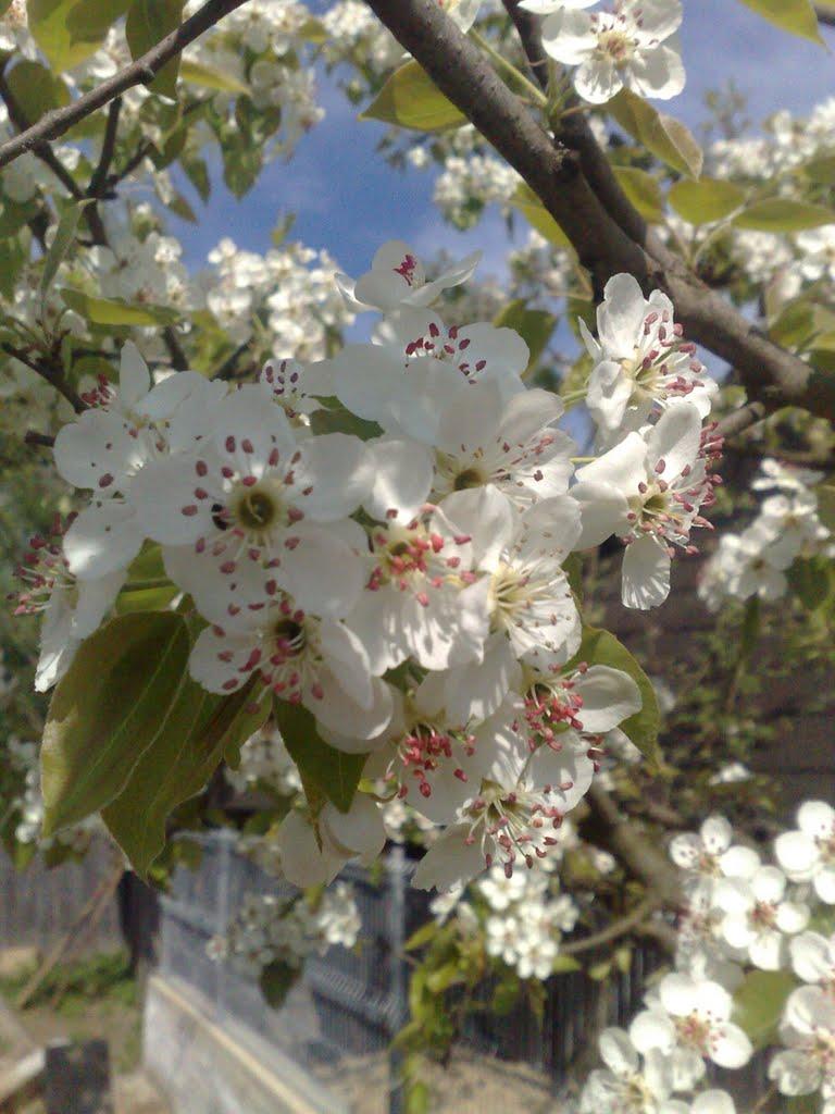 Біла Криниця з panoramio.com - Біла Криниця