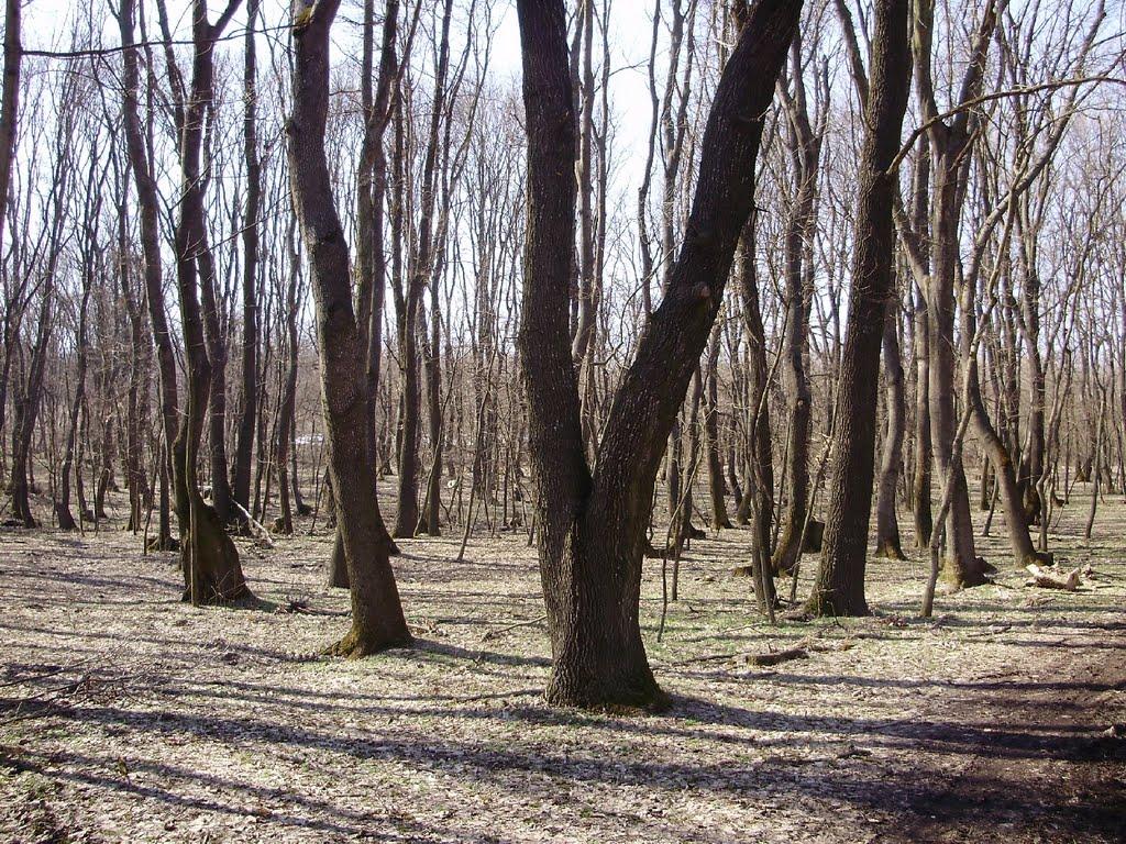 Козубівка з panoramio.com - Козубівка