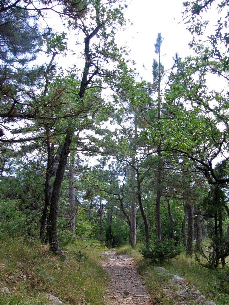 Гаспра з panoramio.com (ч.2) - Гаспра