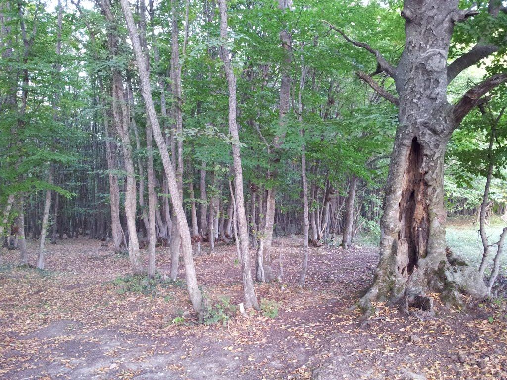 Чайковське з panoramio.com (ч.2) - Чайковське