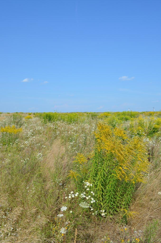 Сеньківка з panoramio.com - Сеньківка