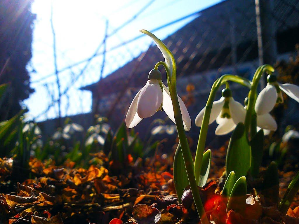 Сухолужжя з panoramio.com - Сухолужье