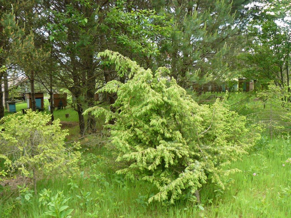 Снятинка з panoramio.com - Снятинка