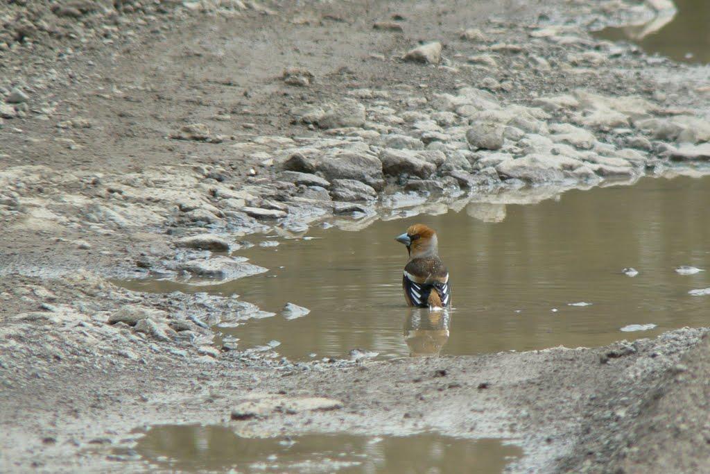 Косонь з panoramio.com - Косонь