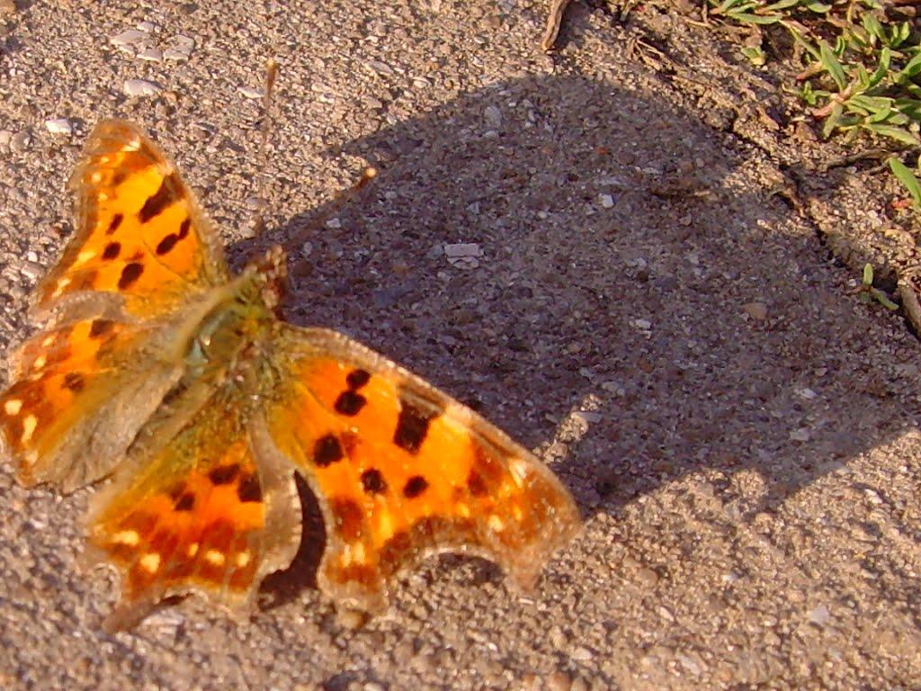 Сонячне з panoramio.com - Солнечное