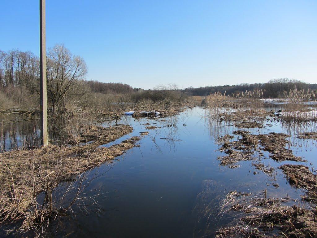 Жабка з panoramio.com - Жабка