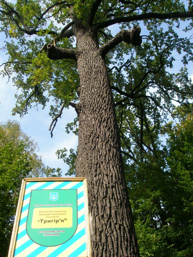 Буки з panoramio.com - Буки