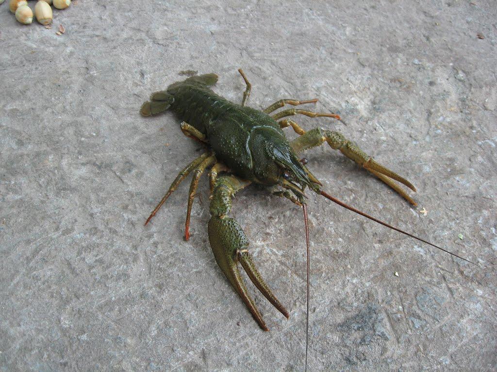 Осіч з panoramio.com - Осіч