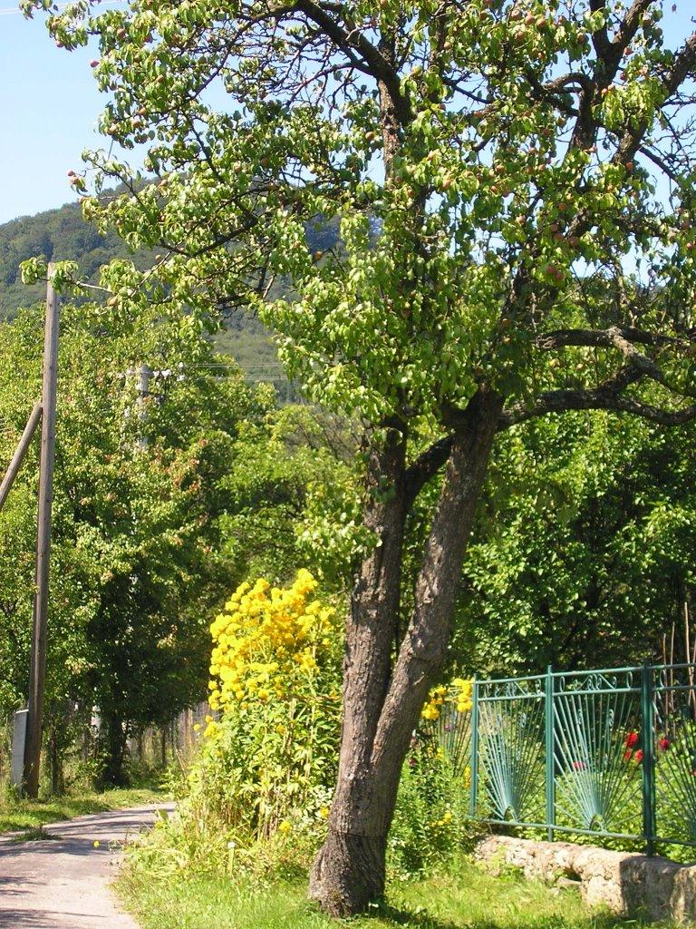 Завосина з panoramio.com (ч.2) - Завосина