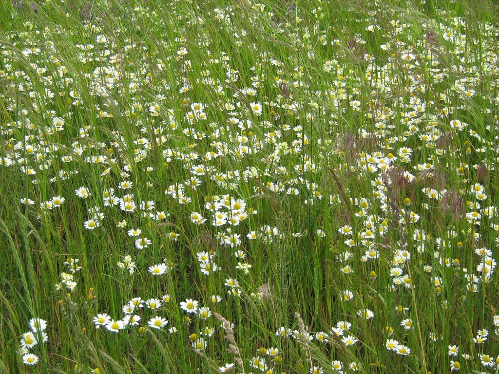 Пришиб з panoramio.com - Пришиб