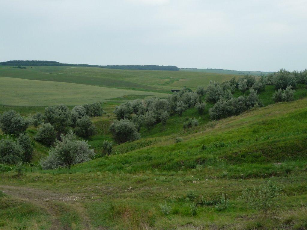 Стальнівці з panoramio.com - Стальнівці