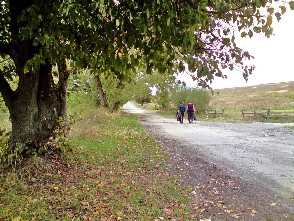 Павлів з panoramio.com - Pavliv