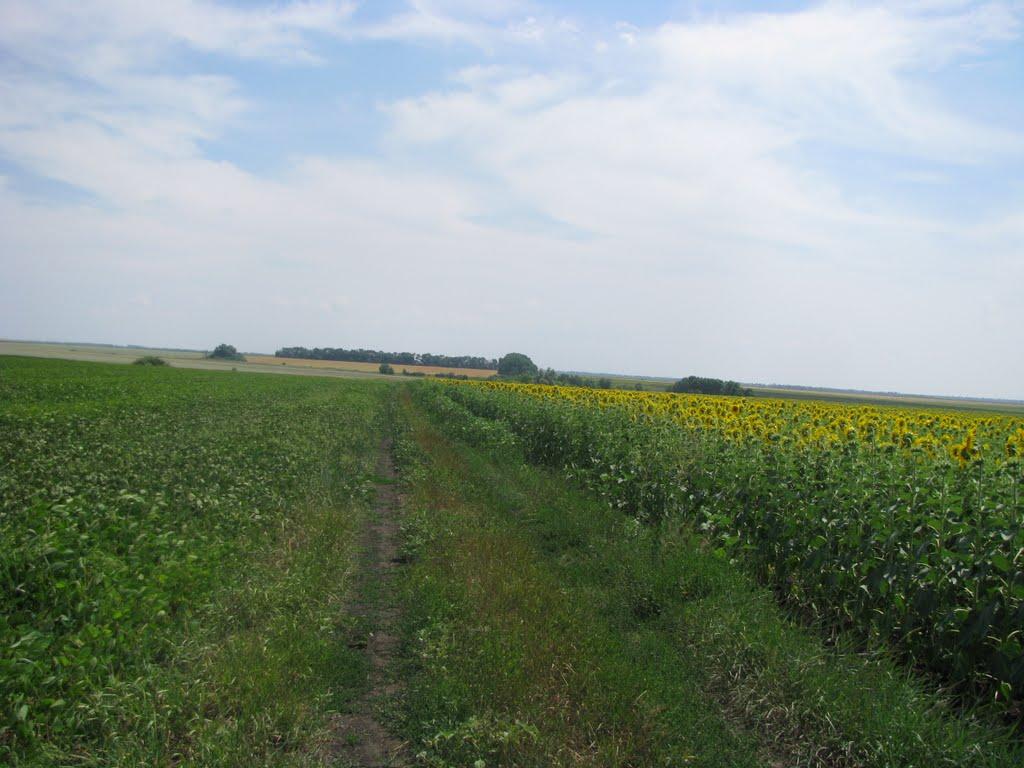 Аркушине з panoramio.com - Аркушино
