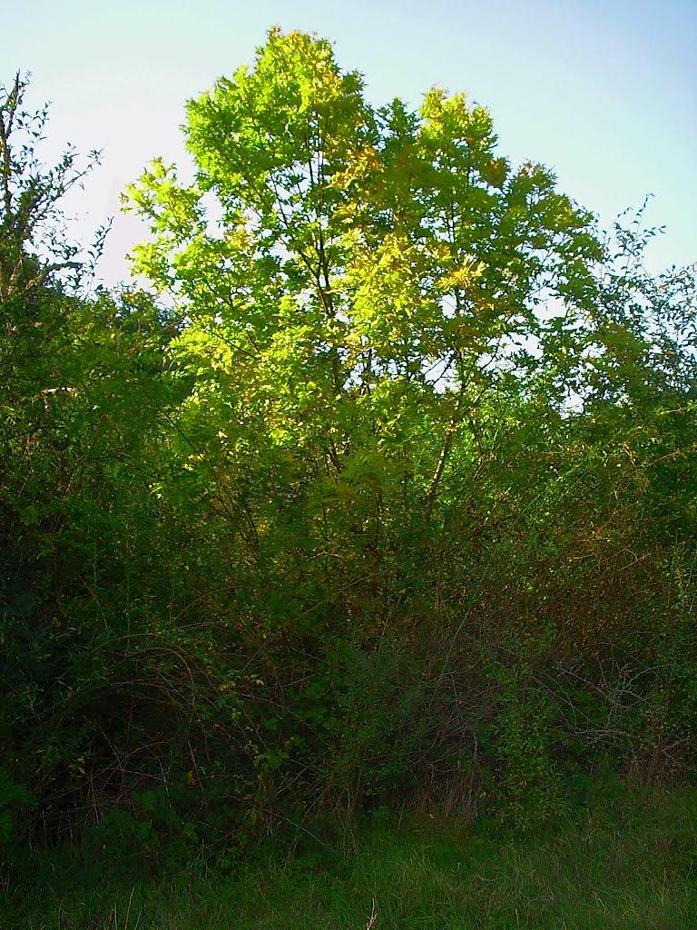 Богатир з panoramio.com - Богатир