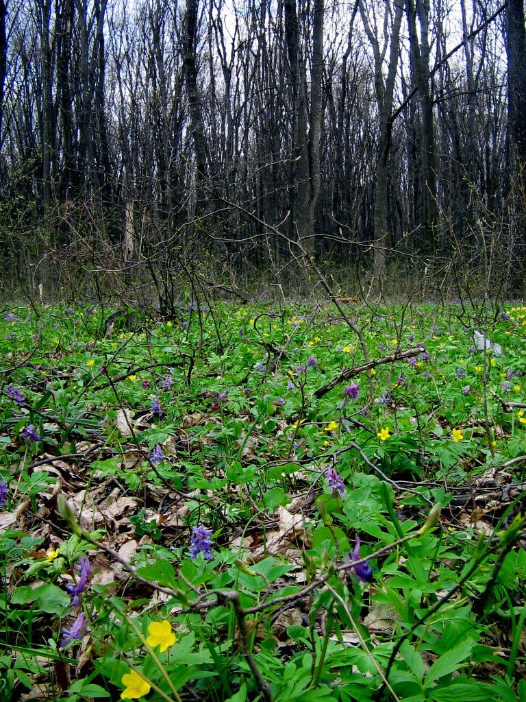 Винарівка з panoramio.com - Винарівка