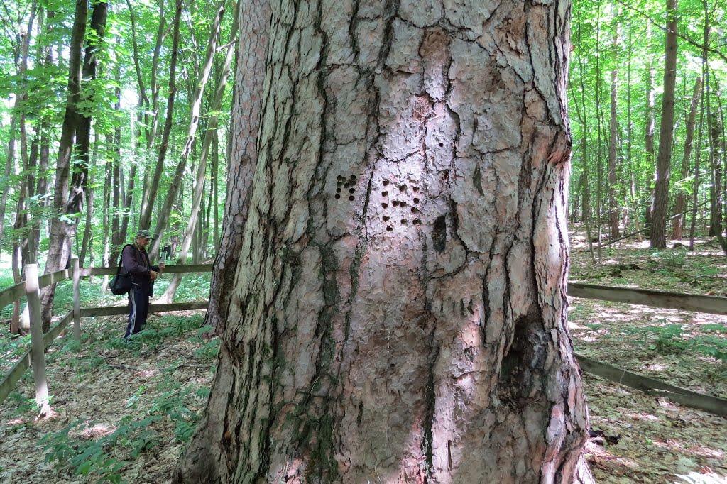 Софіївка з panoramio.com - Софиевка